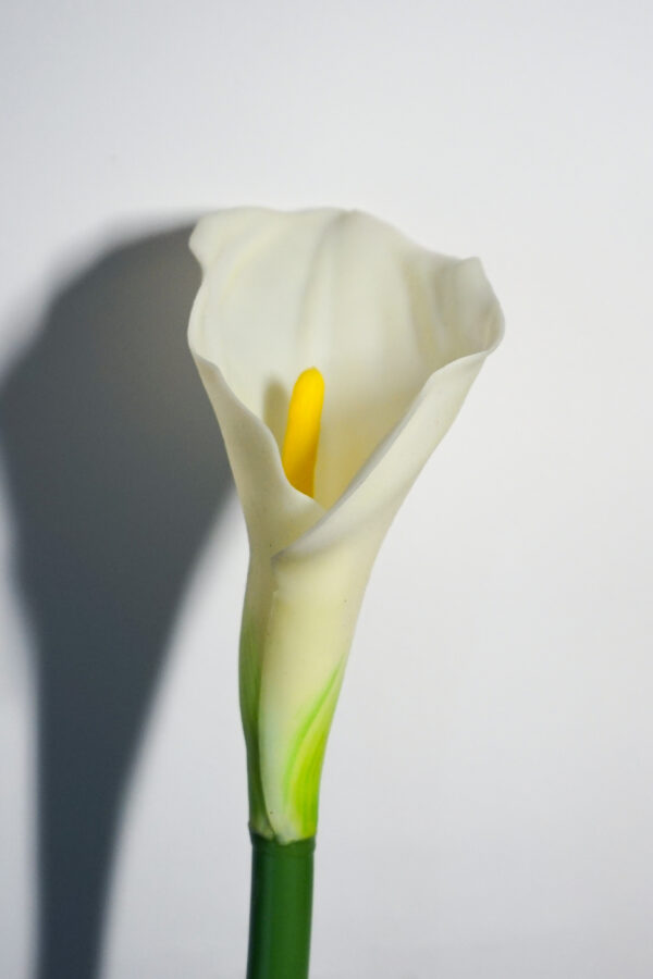 Kalia w kolorze białym