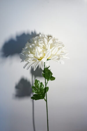 Chryzantema w kolorze białym