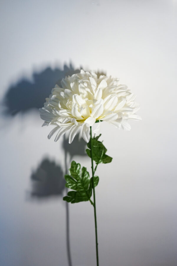 Chryzantema w kolorze białym